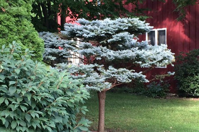 Grafted Montgomery Blue Spruce renovation (before and afters)
