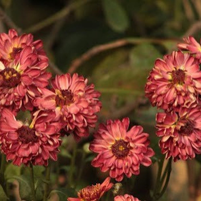 Transform Your Outdoor Space into a Blooming Paradise with A & E Construction Design Build