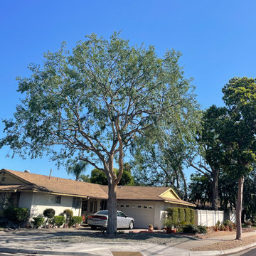 Tree Care