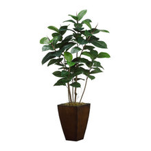 Plants