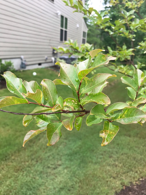 are crape myrtle trees bad for dogs