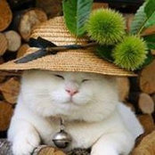 Yasuko Tsukamoto's photo