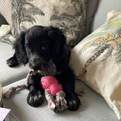 Izzy Dracup's photo