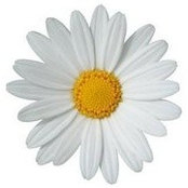 Angela Rybicki-Place's photo