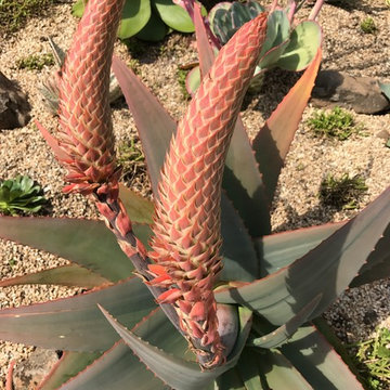 Oakland Succulent Slope Garden