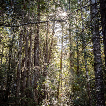 Sea Ranch Redwood House