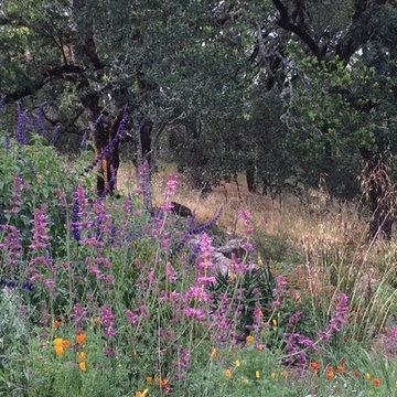 Sonoma County Garden