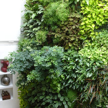 Mur végétal intérieur