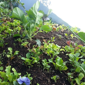 Winter Garden 4