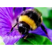 Barbara Robbins's photo