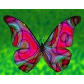 Alexa Lucas's photo