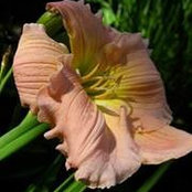 Alison Conliffe's photo