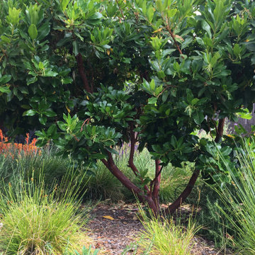 Dry Tropical Garden