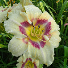 2022 DAYLILY INTRODUCTIONS