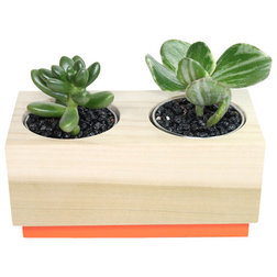 Contemporary Plants Sedum and Crassula - 3" Domestic Hardwood Potted Cactus and Succulents