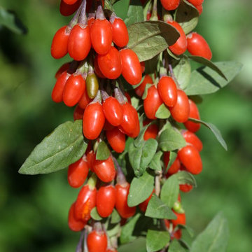 Sweet Lifeberry® Goji Berry