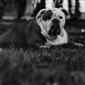Ray Mulhern's photo