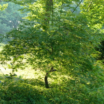 jardin sous les chênes