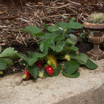 My Houzz: Backyard Cottage Office and an Artful Low-Water Garden