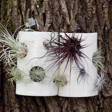 Air Plants Holder