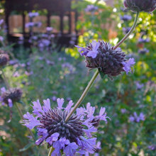 native landscape plants