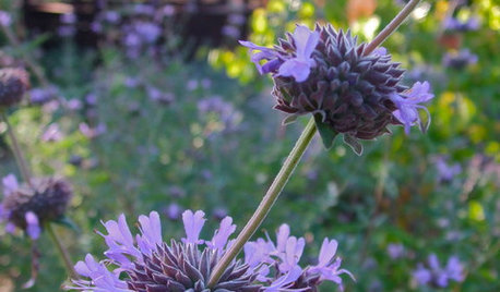 Great Native Plant: Cleveland Sage