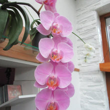 Orchids