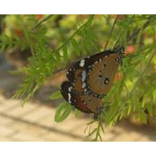 Foto von Nermin Ayman