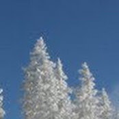Robert Brashear's photo