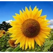 Lisa Wilson Bruins's photo