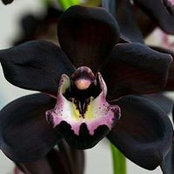 Lisa Croatt's photo