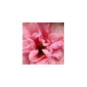 Donna Shumaker's photo