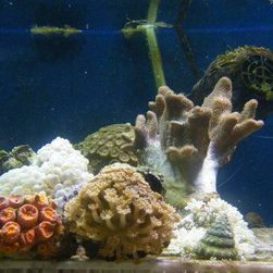 Fresh water and marine fish - Products