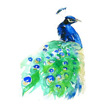 Peacock Motif