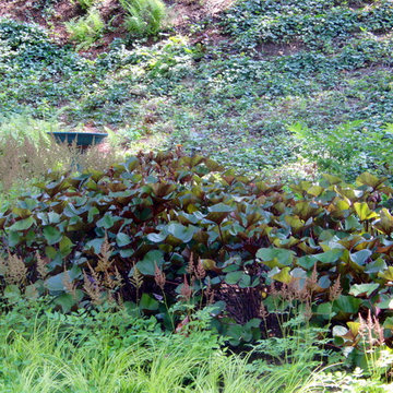 Bog Garden