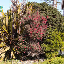 Landscaping 2150 Windsor