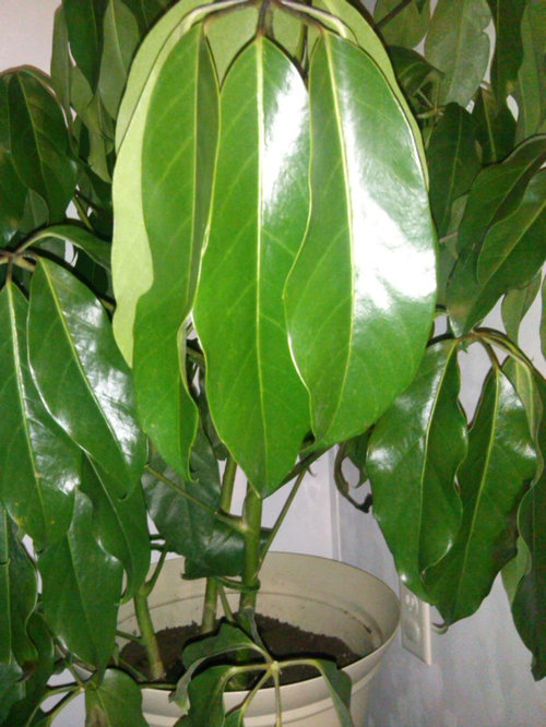 My umbrella plant seems to be dying!!!! Can anyone help????