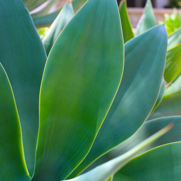 Close up