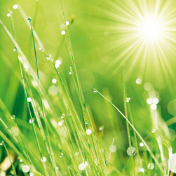 Platin Art's Deco Glass Wall Decor- Lush Morning Grass - Wallpaper