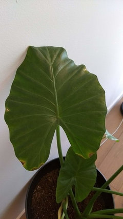Elephant Ear plant slowly yellowing and dying | Houzz Forum