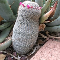The mammilaria thread | Houzz Forum
