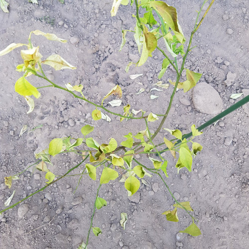 Citrus (lemon and orange) leaves wilting and curling