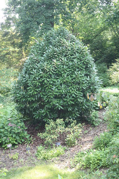 Chinese Photinia | Houzz Forum