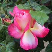 Gailene Murry's photo