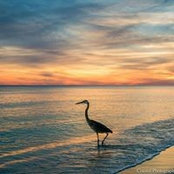 Anne Leslie's photo