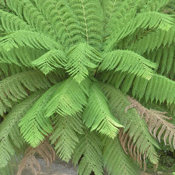dicsonia-antarctica.jpg - Plants