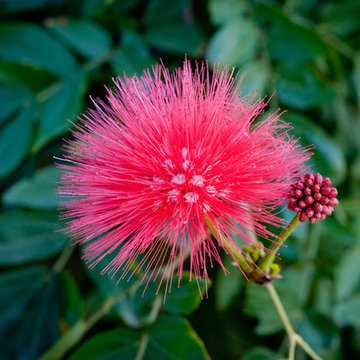 Red Powder Puff