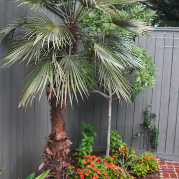 Lower State Street | Palm with Poolside Seasonal Color