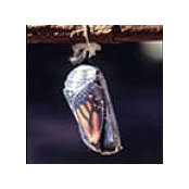 Anthony Hughes's photo