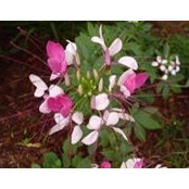 Annmarie Brown's photo